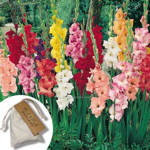 Five (5) Gladiolus Bulbs In A Natural Cotton Bag With 4-color Tag