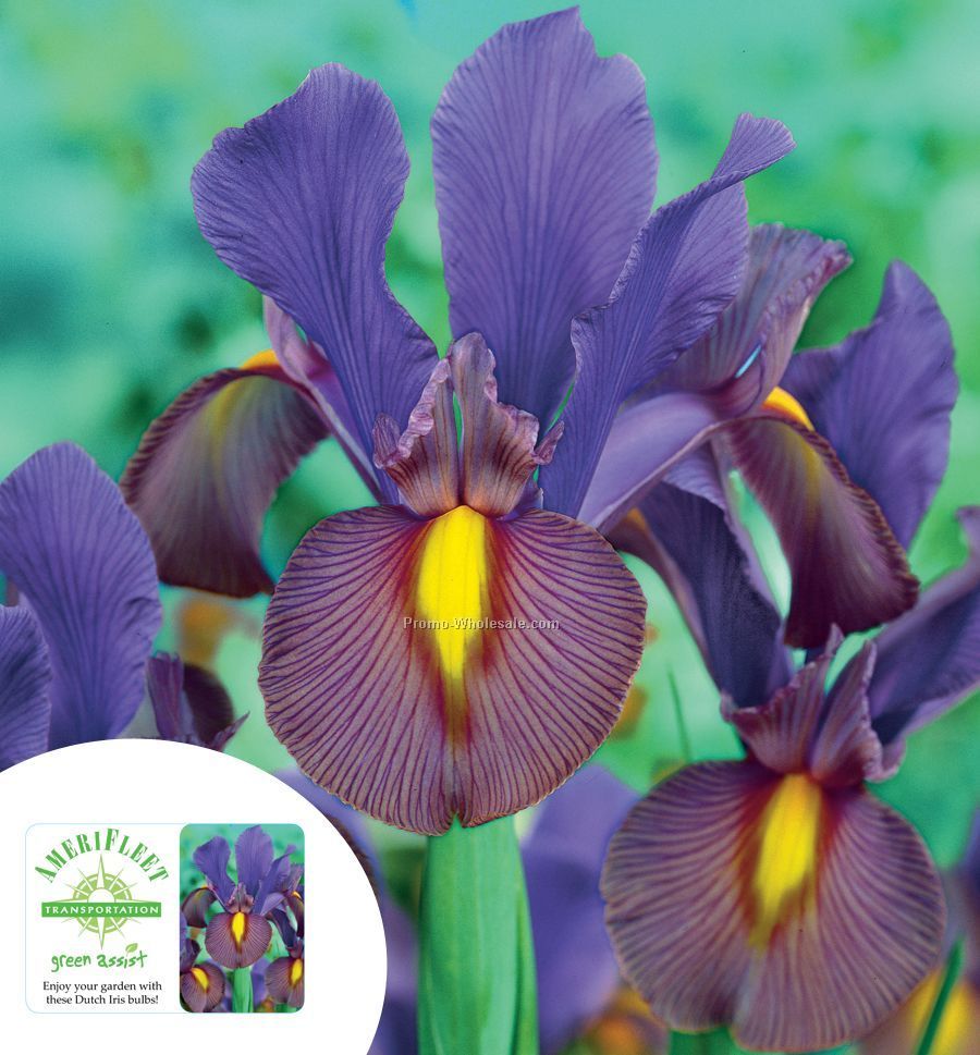 Five Blue Dutch Iris Bulbs In A Poly Bag With Custom 4-color Label