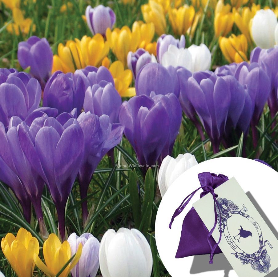 Five Dutch Crocus Bulbs In A Satin Bag (3"x4", 16 Colors) With 4-color Tag