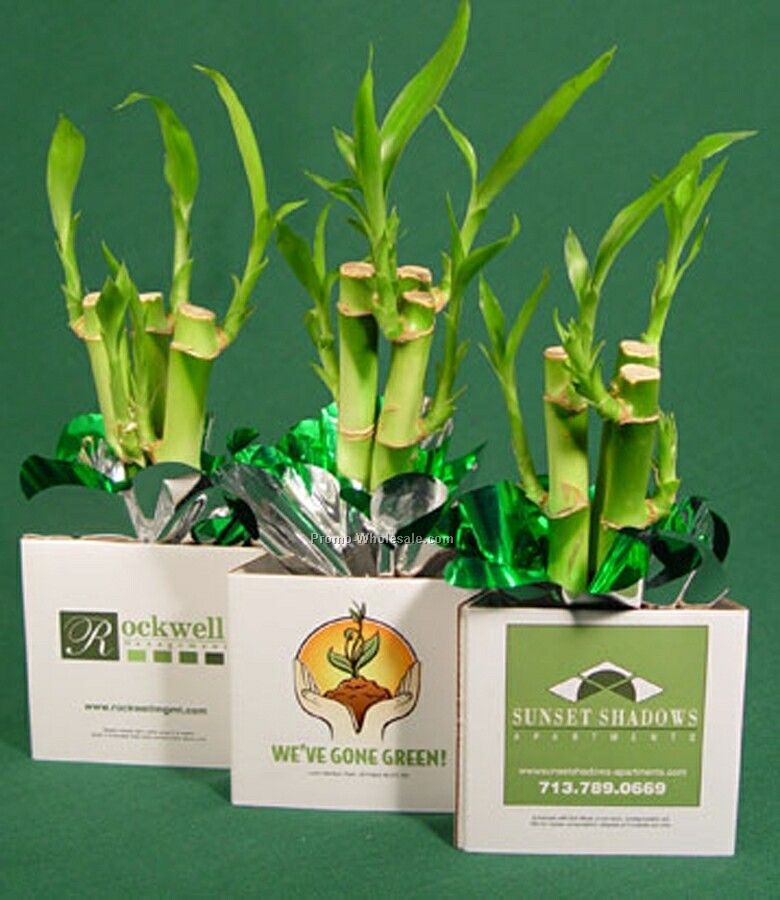 Live Greeting 3 Stalks Lucky Bamboo W/ Container