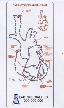 Medical Illustrator (Heart)