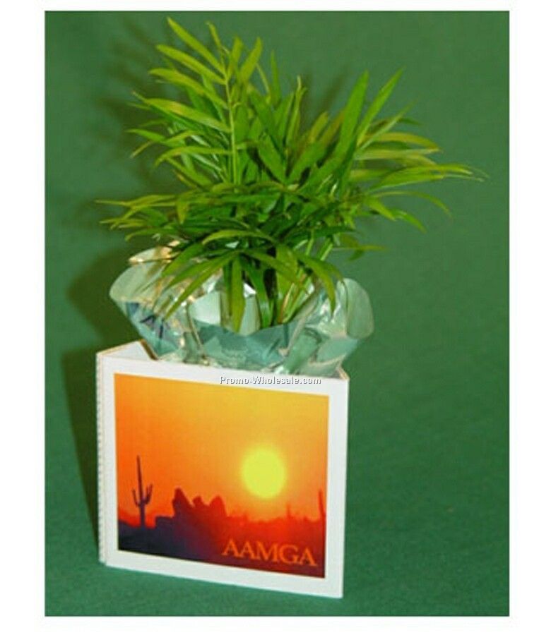 Mini Greeting Neanthe Bella Palm W/ 3 Sided Container