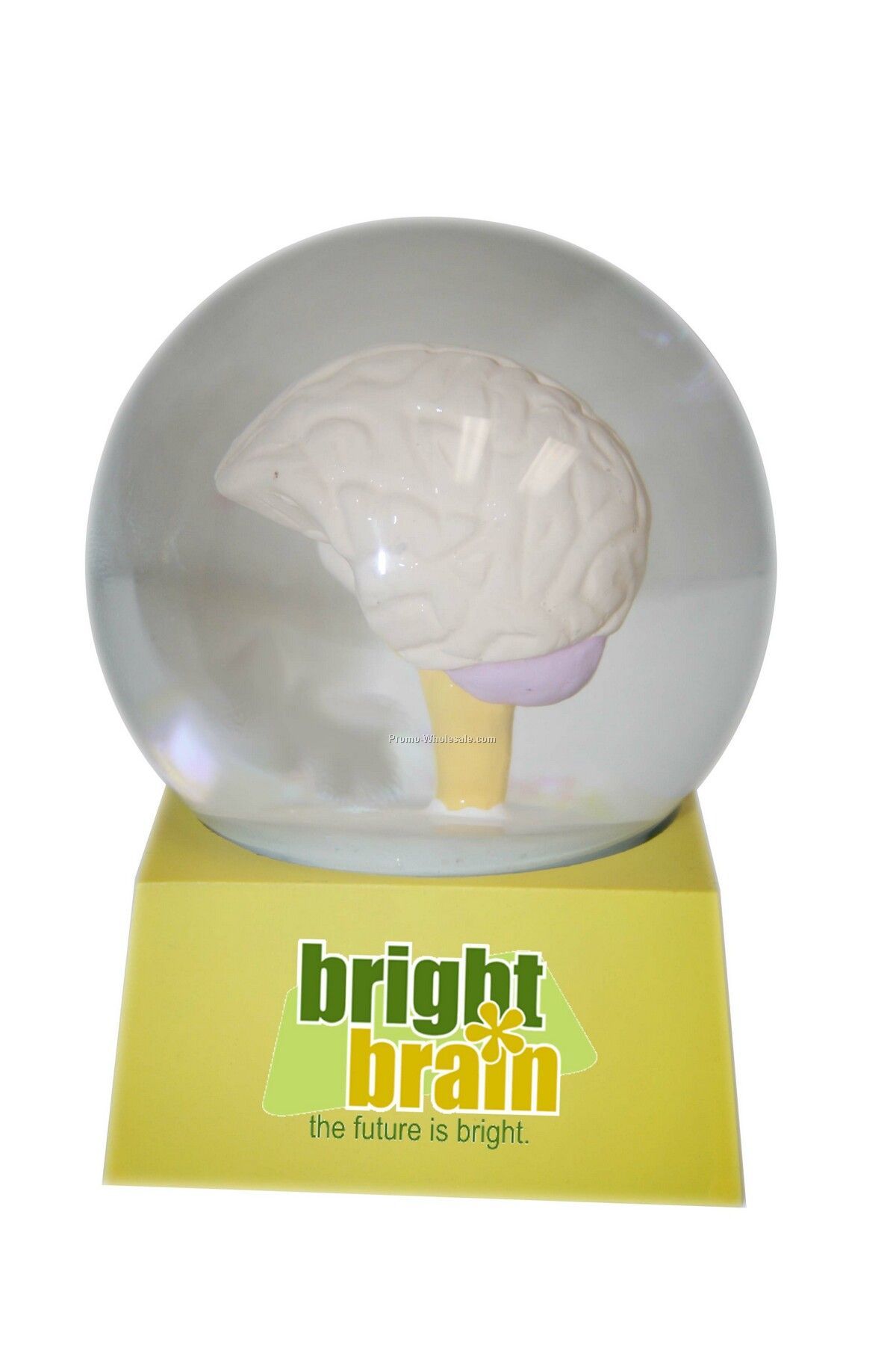 Stock Brain Snow Globe