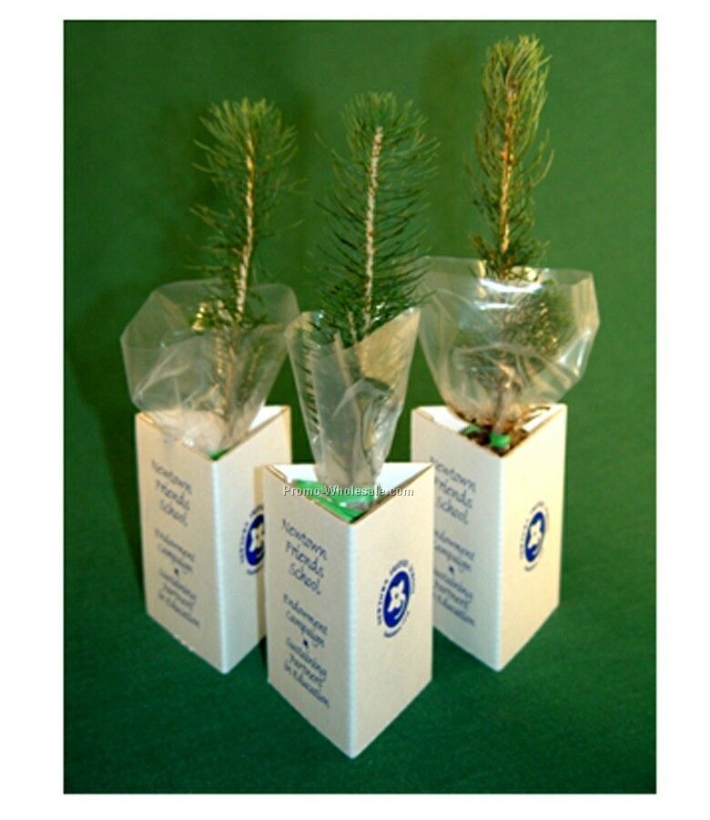 Wedding Favor Live Blue Spruce Tree W/ 3 Sided Container