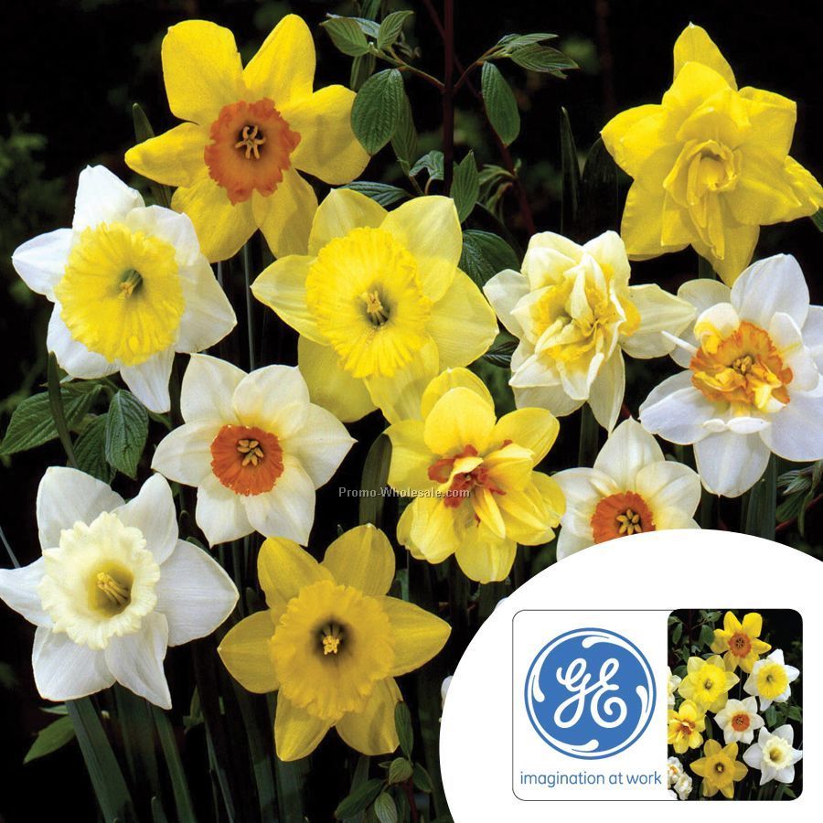 Five Mixed Daffodil Bulbs In A Poly Bag With Custom 4-color Label
