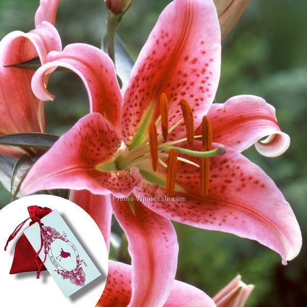 Three (3) Stargazer Lily Bulbs In A Satin Bag With A 4-color Tag