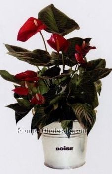 Anthurium