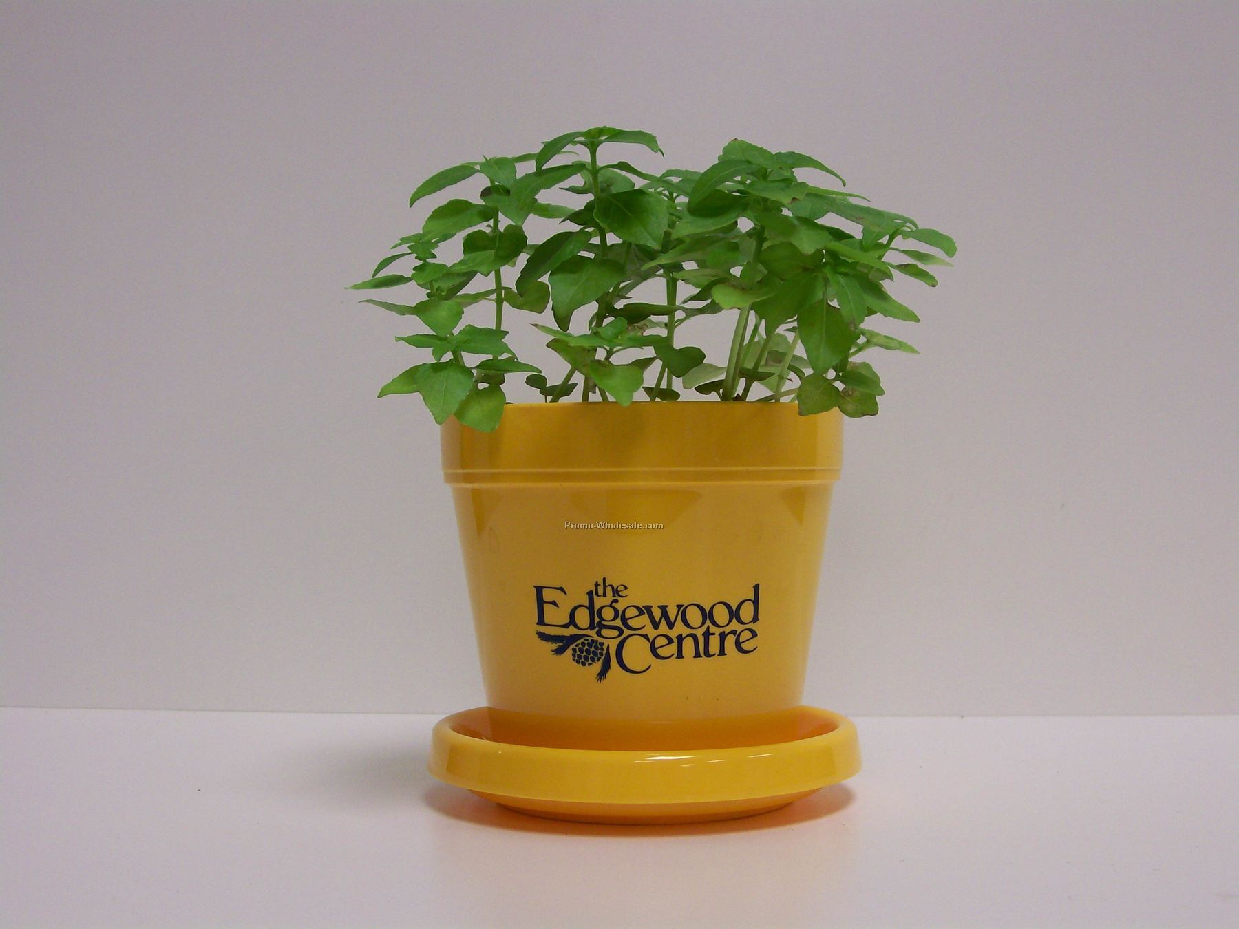 Basil (Dwarf Greek) Standard Logo Planter Herb 3-1/2"x3-3/4" (No Imprint)