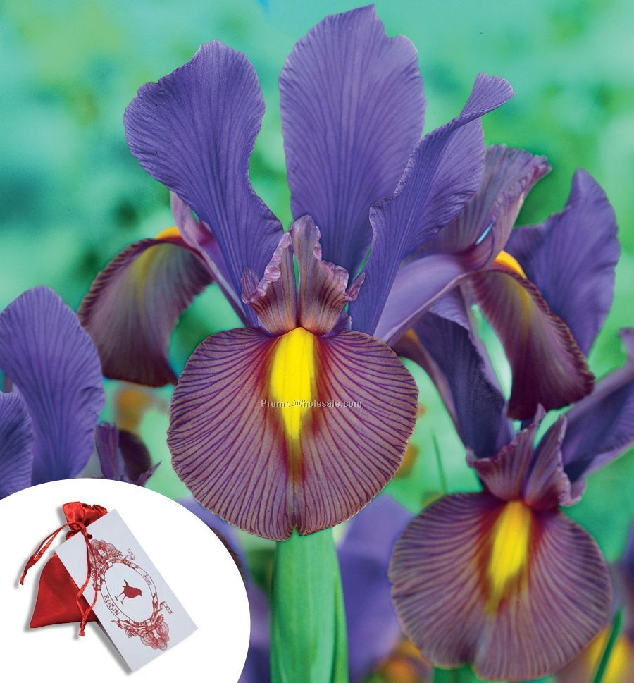 Five Blue Dutch Iris Bulbs In A Satin Bag With Custom 4-color Tag