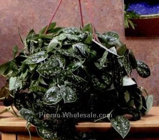 Hanging Basket Angel Plant