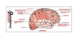 Medical Illustrator (Brain)