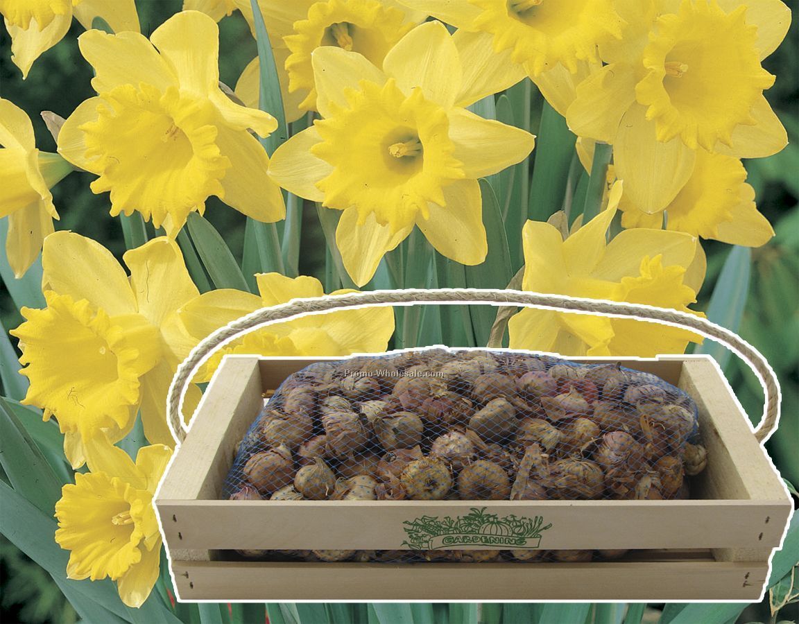 One-hundred Dutch Daffodil Bulbs In A Mini-crate With Custom 1-color Imprnt