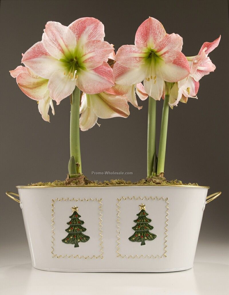 Amaryllis Bulbs (2) In A White Metal Planter With Christmas Tree Accents