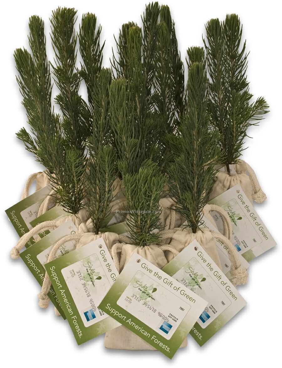 Evergreen Tree Seedling In A Natural Cotton Bag And Custom 4-color Tag