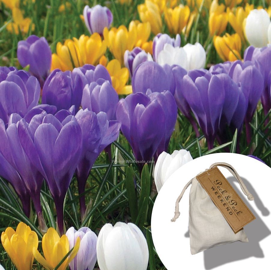 Five Dutch Crocus Bulbs In A Natural Cotton Bag (3"x4") With Four-color Tag