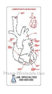 Medical Illustrator (Heart)
