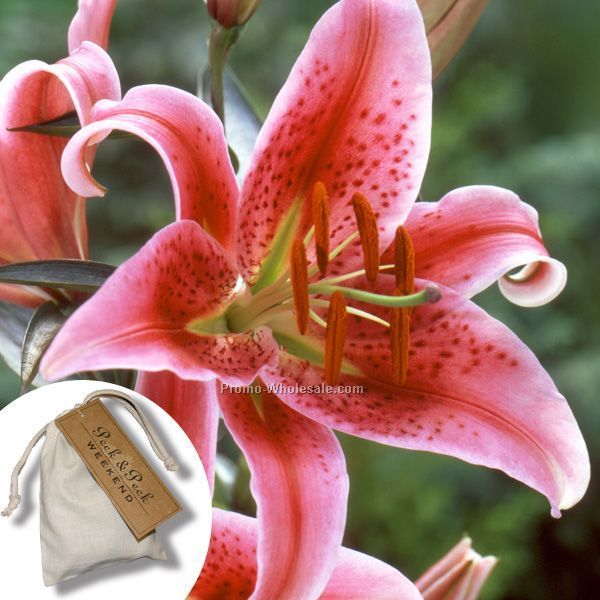 Three (3) Stargazer Lily Bulbs In A Natural Cotton Bag With 4-color Tag