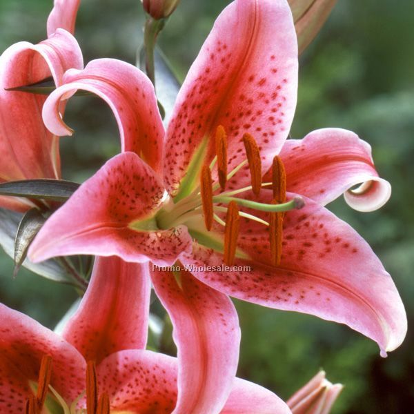Three (3) Stargazer Lily Bulbs With Custom 4-color Label