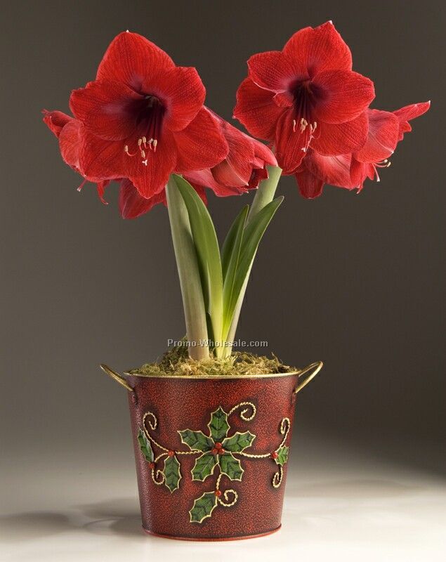 Amaryllis Bulb In A Red Metal Planter With Holly Leaf And Gold Accents