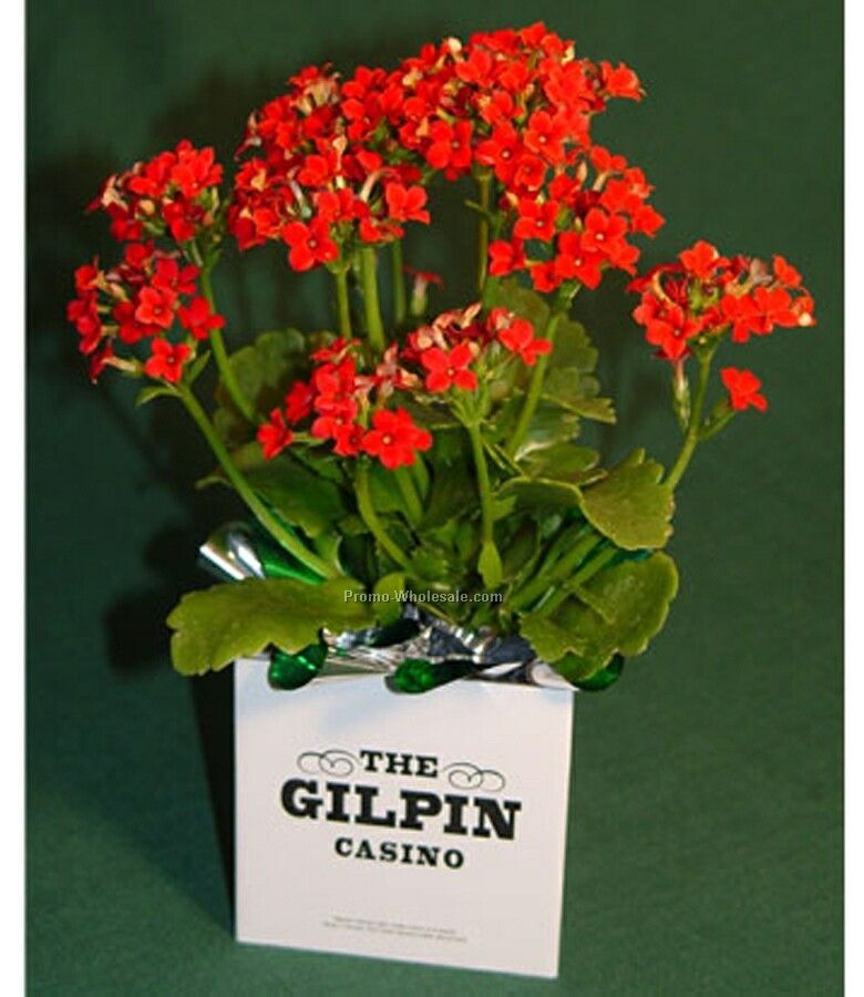 Live Greeting Blooming Plant W/ Container