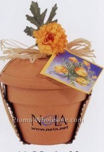 Mini Plant Kit In 4" Terra Cotta Pot (Marigold)