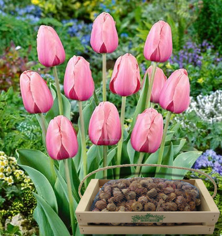 One-hundred Tulip Bulbs In A Mini-crate With Custom 1-color Imprint