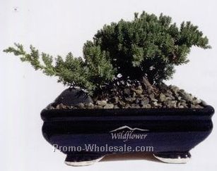 7"x5" Bonsai Plants