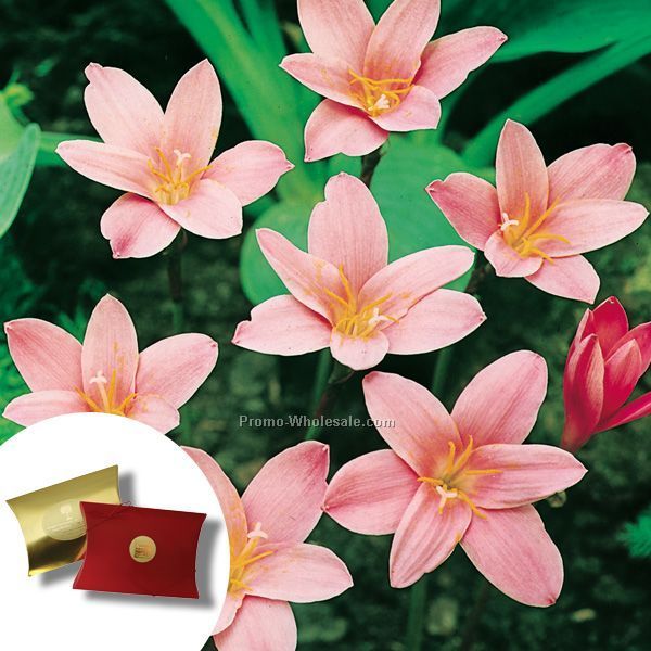 Five (5) Fairy Lily Bulbs In A Kraft Pillow Box And 4-color Label