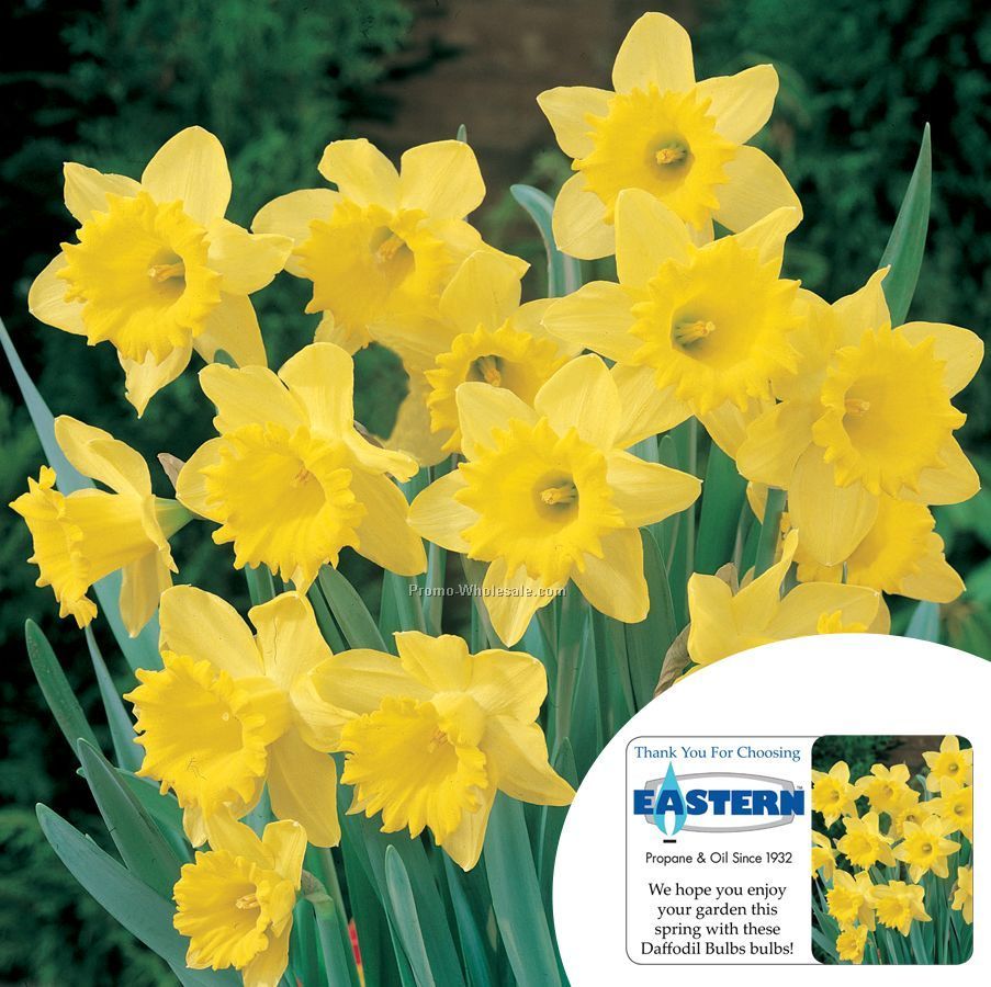 Single Dutch Master Daffodil In A Poly Bag With Custom 4-color Label