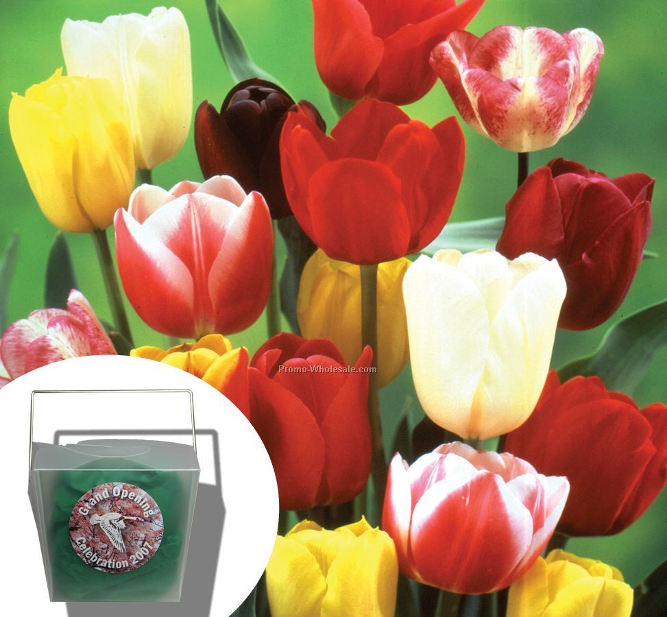 Three Tulip Bulbs In A Take-out Box With Tissue And Custom 4-color Label