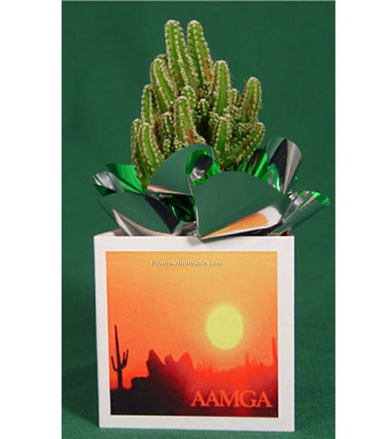 Live Greeting Cactus W/ Container