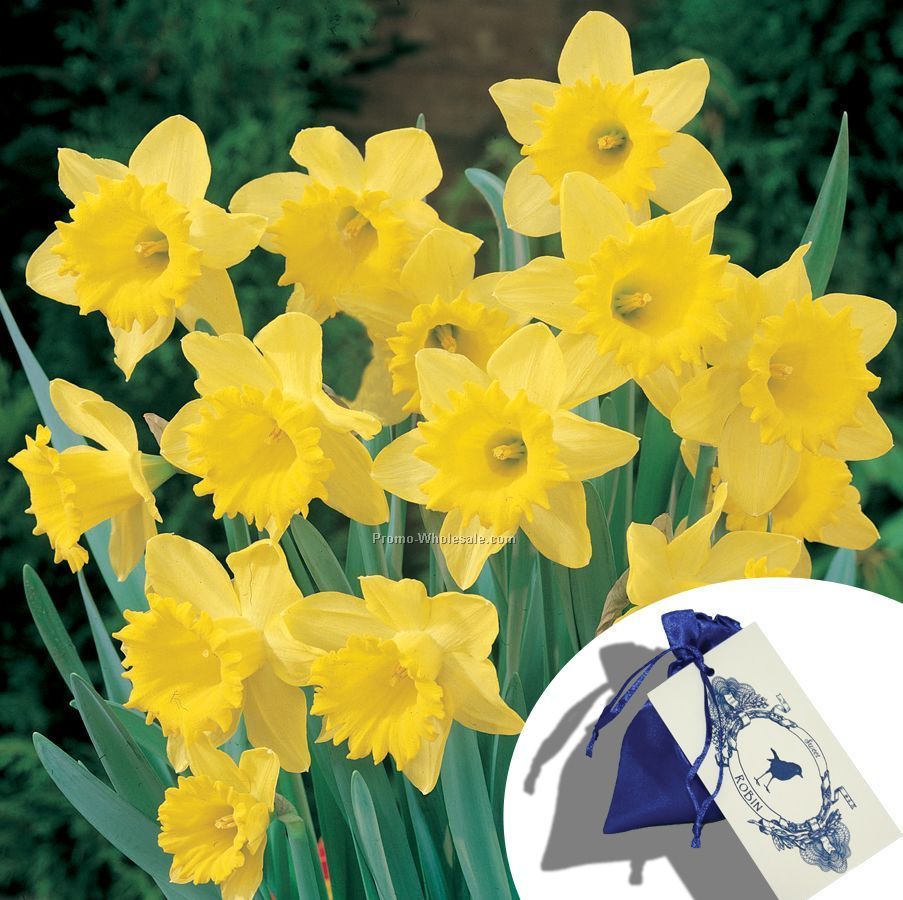 Single Daffodil Bulb In A Satin Bag With Custom 4-color Tag
