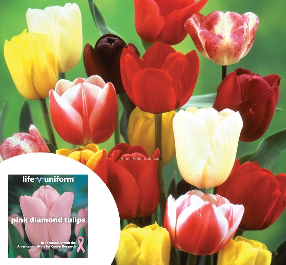 Single Tulip Bulb In A Poly Bag With Custom 4-color Label