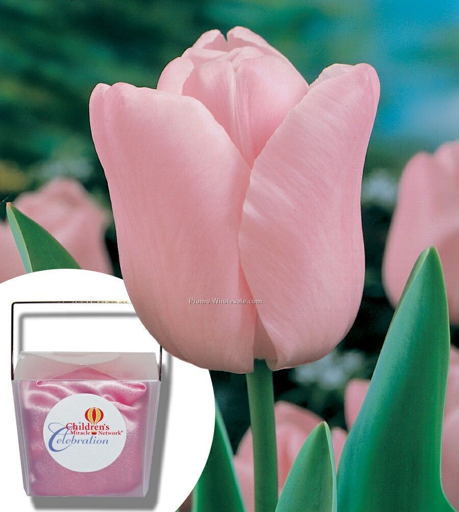 Three Pink Tulip Bulbs In A Take-out Box With Tissue And Cstm 4-color Label
