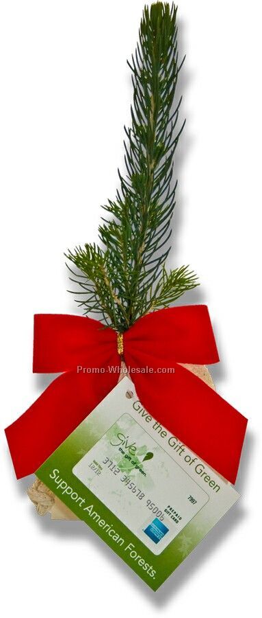 Evergreen Tree Seedling In A Natural Cotton Bag With Red Bow 4-color Tag