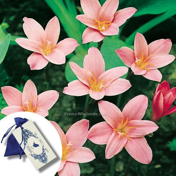 Five (5) Fairy Lily Bulbs In A Satin Bag With 4-color Tag