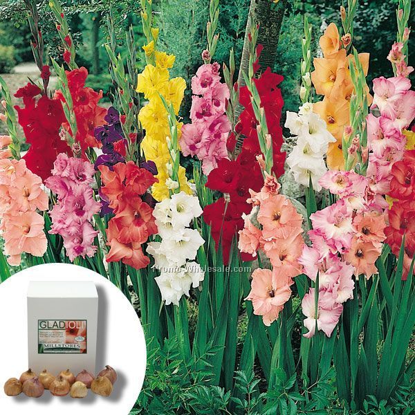 Five (5) Gladiolus Bulbs In A White Gift Box With Custom 4-color Label
