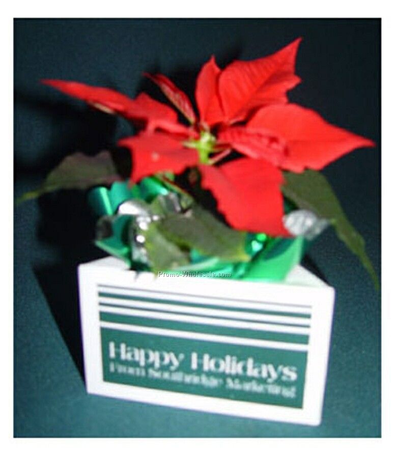 Live Greeting Poinsettia W/ Container