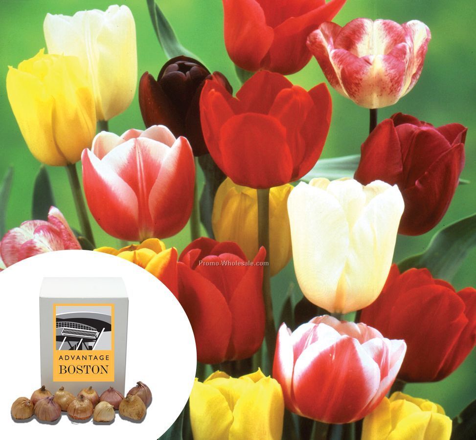 Sixteen Tulip Bulbs In A Gift Box With Custom 4-color Label