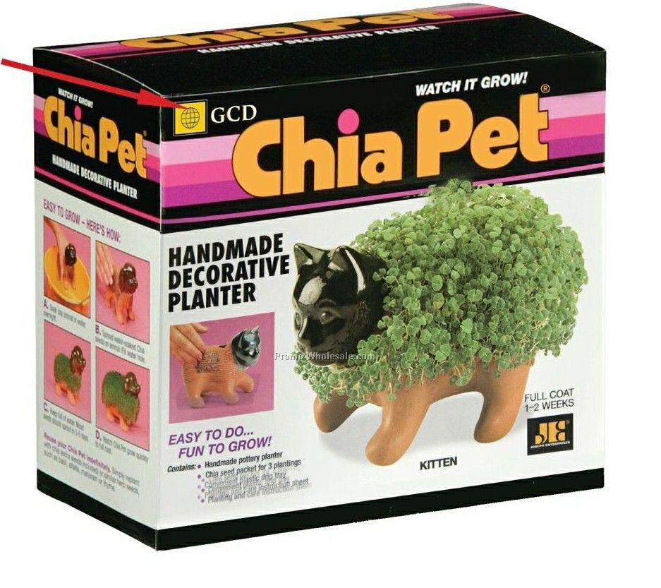 Kitten Chia Pet