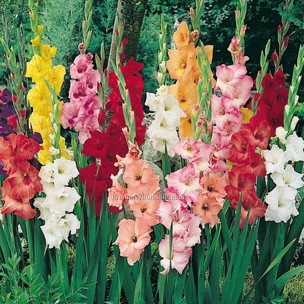 Single Jumbo Gladiolus Bulb With Custom 4-color Label