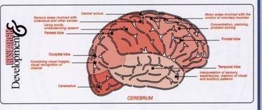 Medical Illustrator (Brain)