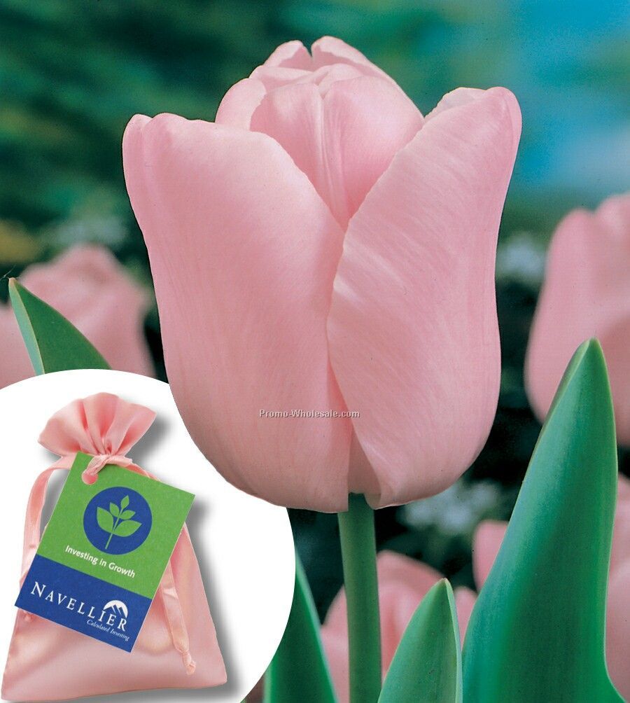 Pink Tulip Bulb In A Satin Bag (3"x4") With Custom 4-color Tag