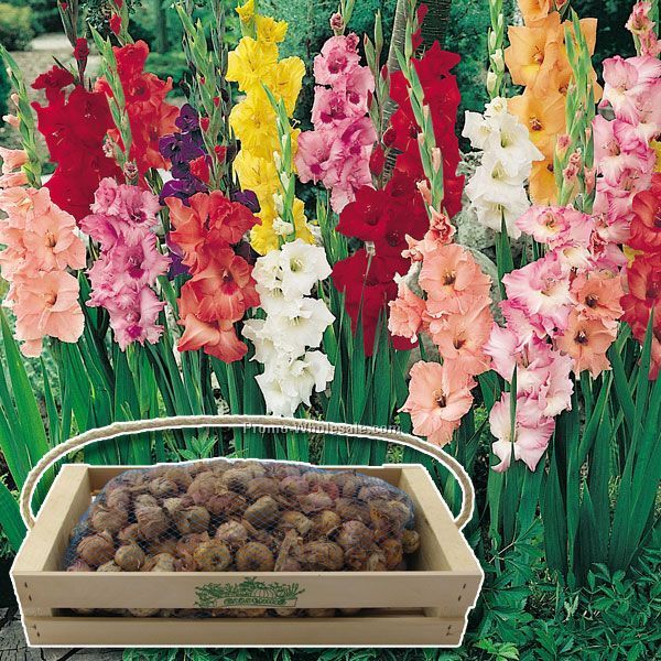 Two-hundred And Fifty (250) Gladiolus Bulbs In A Custom Printed Mini Crate