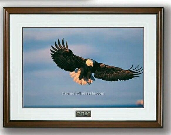 30"x20" Airborn - Images Of Nature Photograph In Wood Frame (Large)