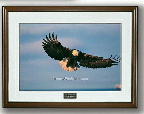 20"x14" Airborn - Images Of Nature Photograph In Wood Frame (Medium)