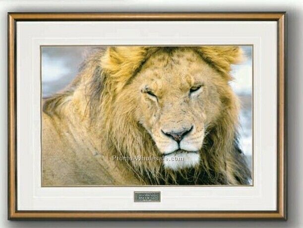 20"x14" The Noble One - African Lion Portrait In Wood Frame (Medium)