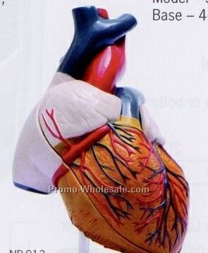 Heart Model In 2 Parts
