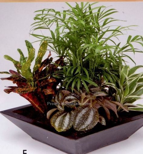10" Square Angel Garden