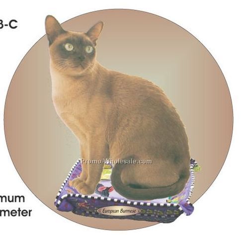 European Burmese Cat Acrylic Coaster W/ Felt Back